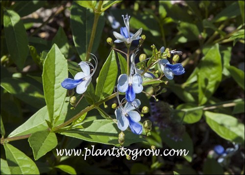 The flowers have 4 pale blue lobes and one dark blue.